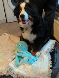 Murphy at Six Months Old