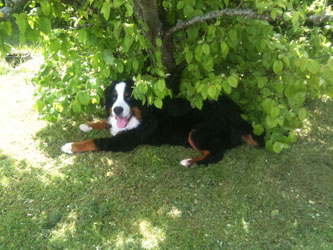 Murphy at Six Months Old