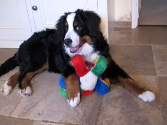 Murphy at Six Months Old