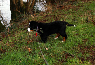 Murphy at Three Months Old