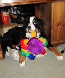 Murphy at Six Months Old