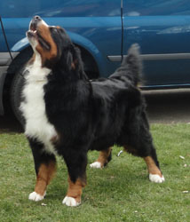 Millie at 5½ Years at the Northern Bernese Mountain Dog Club Championship Show