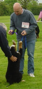 Look Dad didn't I do well.  Harvey at 12 Weeks getting placed in one of his first fun classes at the Bernese Mountain Dog Club of Great Britain Garden Party 2006
