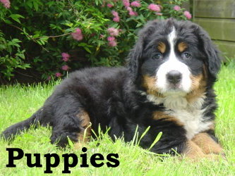Meg at 6&frac12; Weeks Old