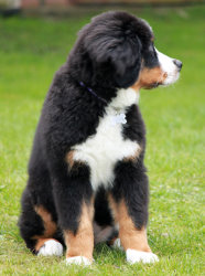 Ruby At Four Months
