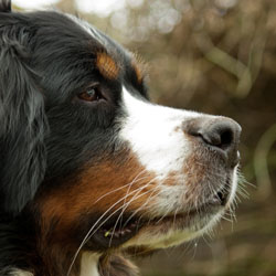 Ruby at Two & A Quarter Years
