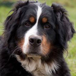 Ruby at Two & A Quarter Years