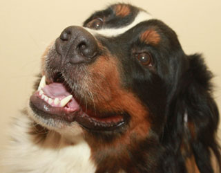 Ruby at Two Years Old