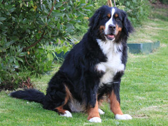 Ruby at 2&frac12; Years