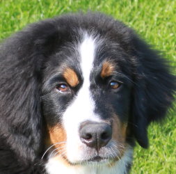 Ruby At Five Months