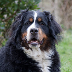 Ruby at Two & A Quarter Years