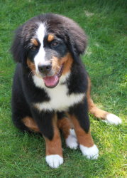 Ruby At Five Months