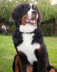 Ruby at 7 Months