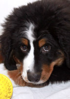 Ruby At Three Months