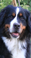 Ruby at 2&frac12; Years
