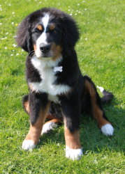 Ruby At Five Months