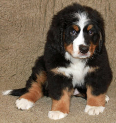 Ruby At Two Months