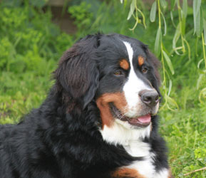 Ruby at 9 Months