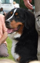 Ruby at 8 Months