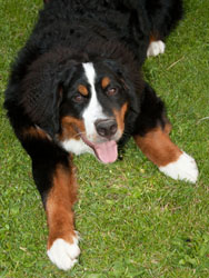 Ruby at 7 Months