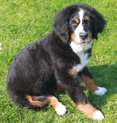 Ruby At Five Months