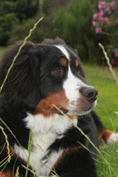Ruby at 7 Months