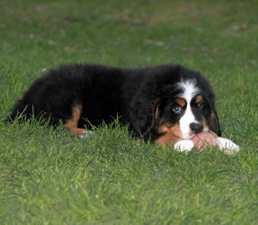 Ruby At Two Months