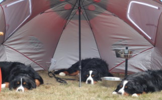 L-R Katie, Merlin and Millie all sleeping
