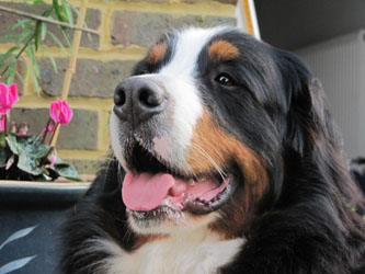 Honey at Two Years Old