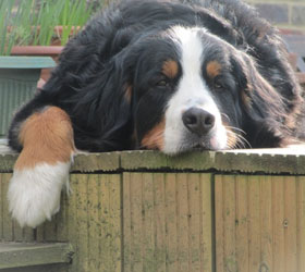 Honey at 2&frac12; Years