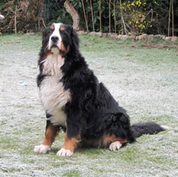 Honey at Two & a Quarter Years Old