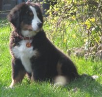 Honey At Three Months