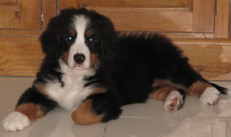 Honey at 2 months