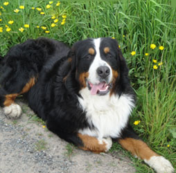 Simba at 18 Months