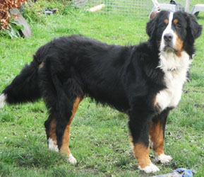 Simba at One Year Old