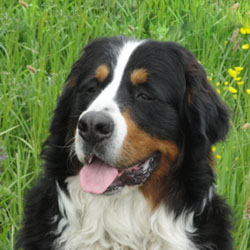 Simba at 18 Months