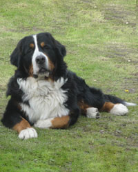 Simba at 18 Months