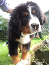 Ten At Four Months