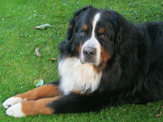 Ted at Two & Three Quarter Years Old