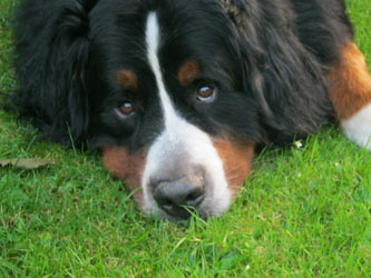 Ted at Two & Three Quarter Years Old