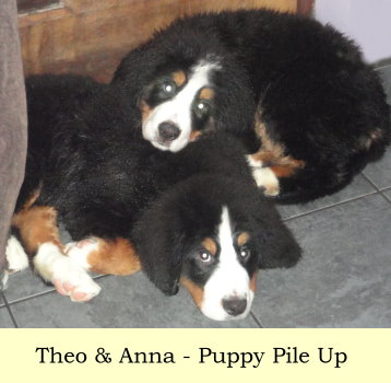 Theo & Anna - Puppy Pile Up
