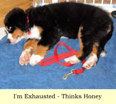 I'm Exhausted - Thinks Honey