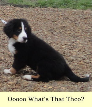 Ooooo What's That Theo?