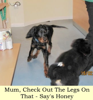 Mum, Check Out The Legs On That Puppy - Says Honey