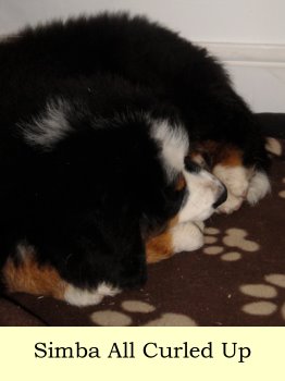 Simba All Curled Up