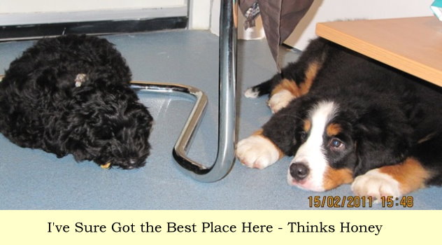 I've Sure Got The Best Place Here - Thinks Honey