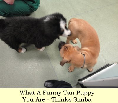 What A Funny Tan Puppy You Are - Thinks Simba