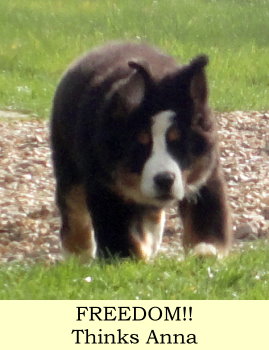 Freedom Thinks Anna
