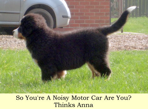 So You're A Noisy Motor Car Are You? Thinks Anna