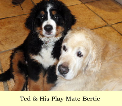 Ted & His Play Mate Bertie